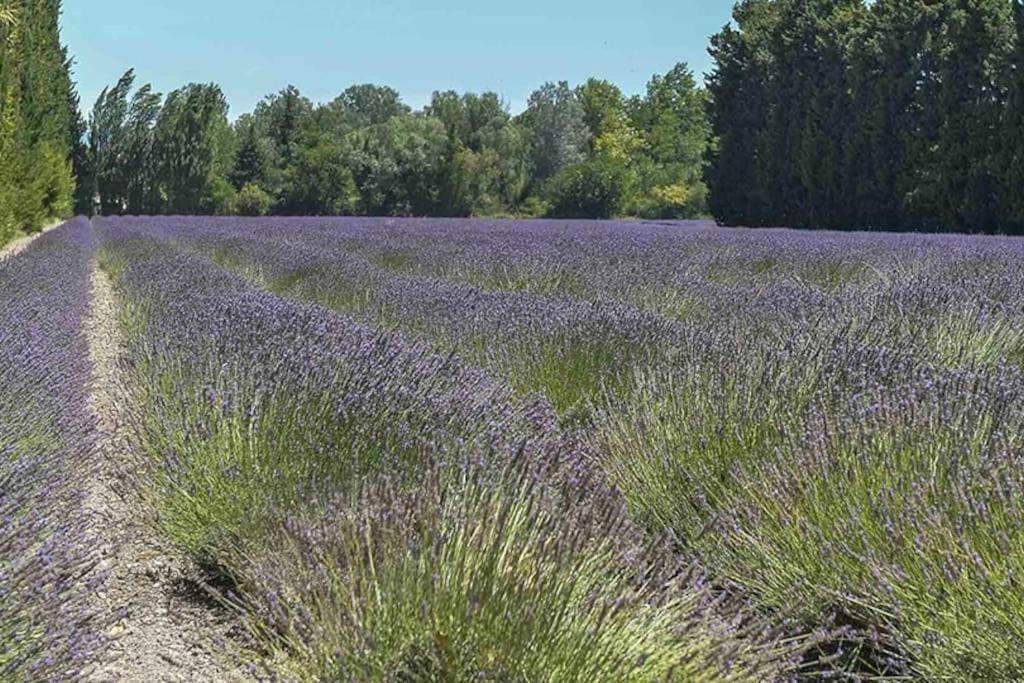 דירות Saint-Saturnin-lès-Avignon La Provencale מראה חיצוני תמונה